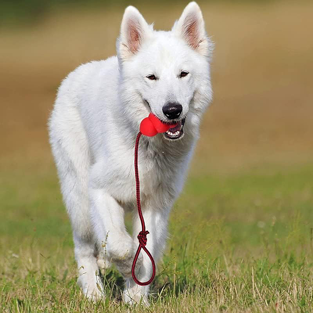 puppy toys photography